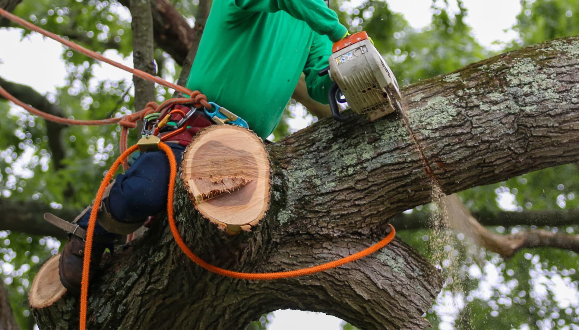 Relax with Hanover best tree removal.