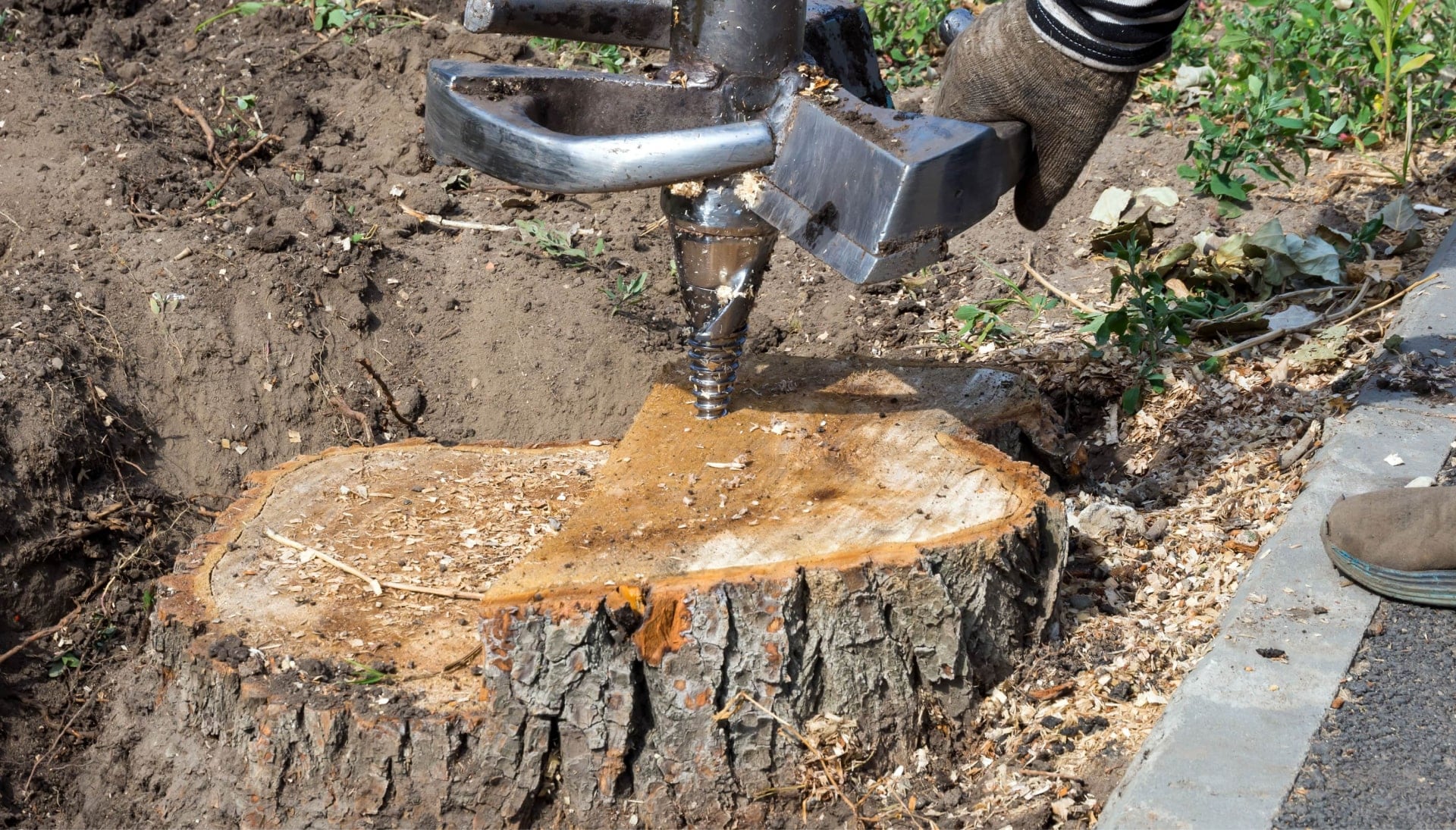 Hanover Tree stump removal